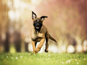dog, Puppy, gear, Belgian Shepherd Malinois