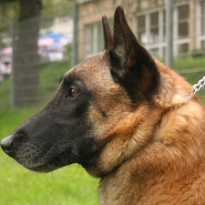 Belgian Shepherd Malinois, Head