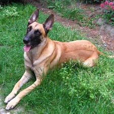 Belgian Shepherd Malinois, lying