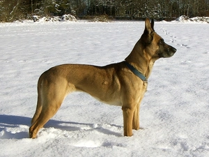 Belgian Shepherd Malinois
