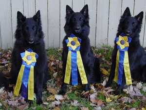 Belgian Shepherd Groenendael, medals, Three