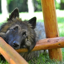 belgian, grass, sheep-dog