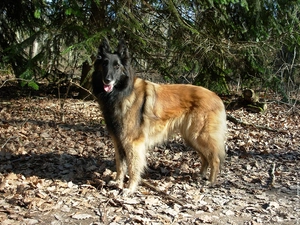 Leaf, Belgian Shepherd Tervuren, dry