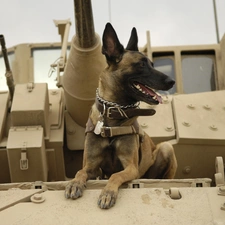 Belgian Shepherd, tank, doggy