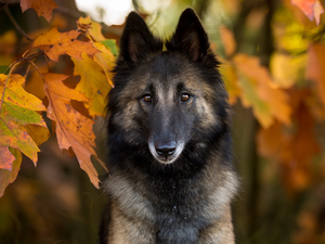 dog, muzzle, Leaf, Belgian Shepherd Tervuren