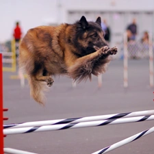 Belgian Shepherd Tervuren, skipping