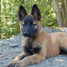 Belgian Shepherd Tervuren, young