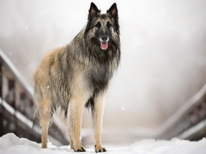 dog, bridges, snow, Belgian Shepherd Tervuren