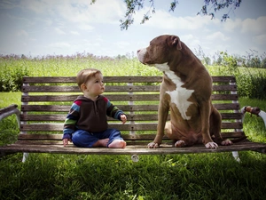 Bench, Kid, dog