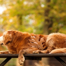 Bench, Park, golden, leaf, retriever