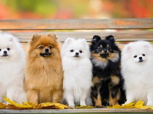 Miniature Spitz, Dogs, Bench