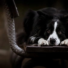 Bench, Collie, sad, Border