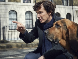 dog, Bloodhound, Sherlock, Benedict Cumberbatch, series