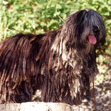 Bergamasco, Tounge