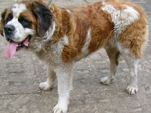 Bernard, high, mouth