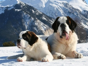Mountains, winter, puppies, Bernards, Two cars