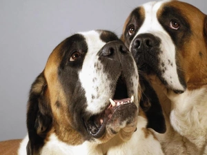 head, Two cars, Bernards