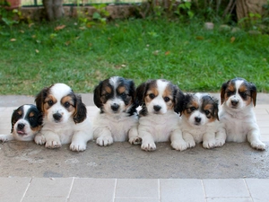 Bernards, Puppies