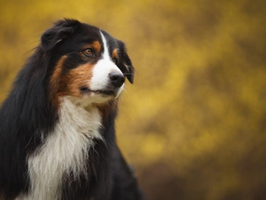 dog, fuzzy, background, Bernese Mountain Dog
