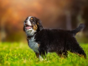 Puppy, Meadow, grass, Bernese Mountain Dog