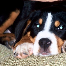 Bernese Mountain Dog, Eyes