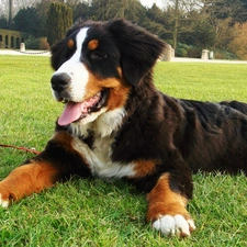 Bernese Mountain Dog, lying