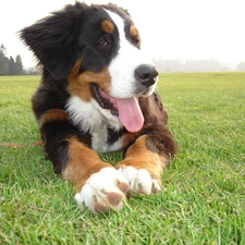 Bernese Mountain Dog, Tounge