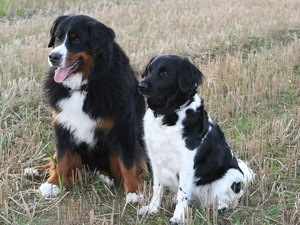 Stabyhoun, Bernese Mountain Dog, Stabyhoun