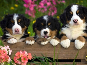 Puppies, Bernese Mountain Dog, sweet