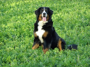 grass, Bernese Mountain Dog, Tounge