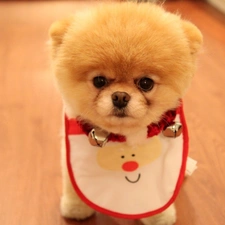 bib, Pomeranian, honeyed, doggy