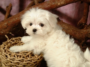 Bichon frise, basket