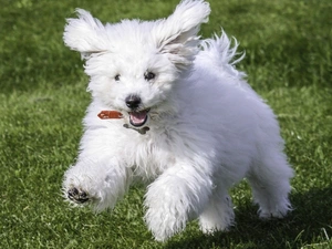 dog, Frise, White, Bichon
