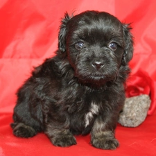 doggy, Bichon, Black