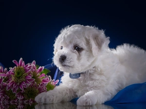 doggy, Bichon frise, Flowers, Puppy