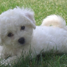 grass, Bichon frise