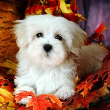 Bichon frise, Leaf, doggy