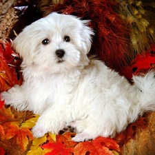 Leaf, Bichon frise