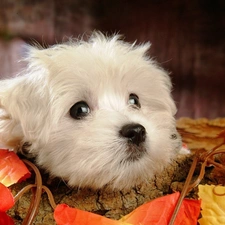 leaves, Bichon frise