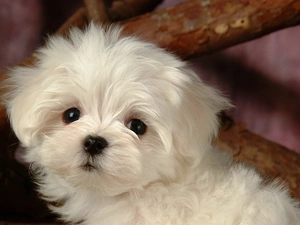 Bichon frise, doggy, small, White