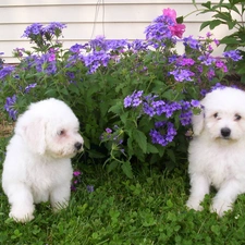 Bichon frise, Two cars