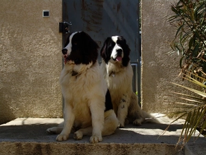 Landseery, Two cars, Big