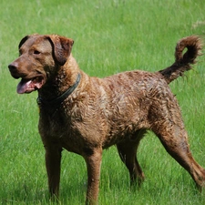 Big, Chesapeake Bay retriever, Beatyfull