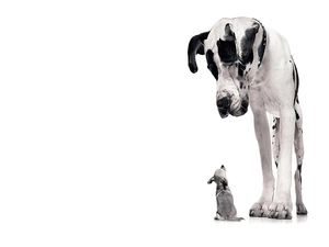 Chihuahua, Dog German, Big, dog, small