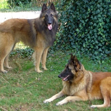 Big, Belgian Shepherd Tervuren, Two cars