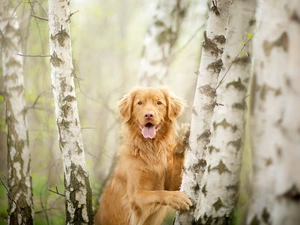 Retriever Nova Scotia, birch