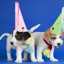 birthday, caps, Dogs, puppies