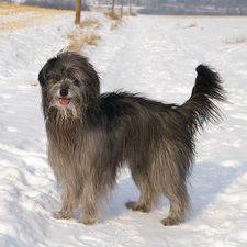 Pyrenean Shepherd, Berger des Pyr?n?es, Grey-black