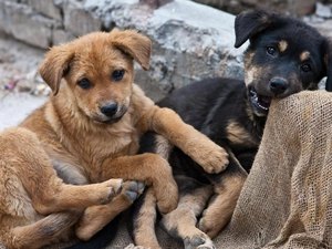 Black, ginger, Two cars, puppies