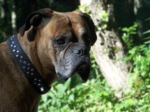 dog-collar, boxer, black